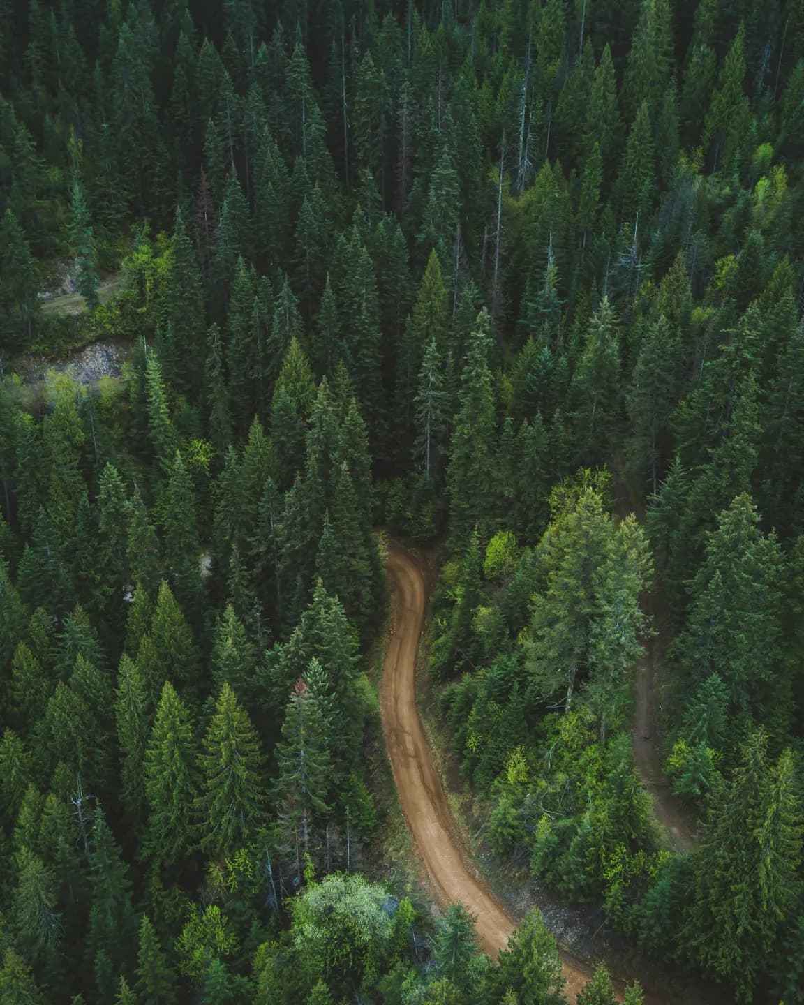 Aerial view of a forest canopy